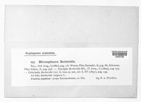 Erysiphe berberidis image